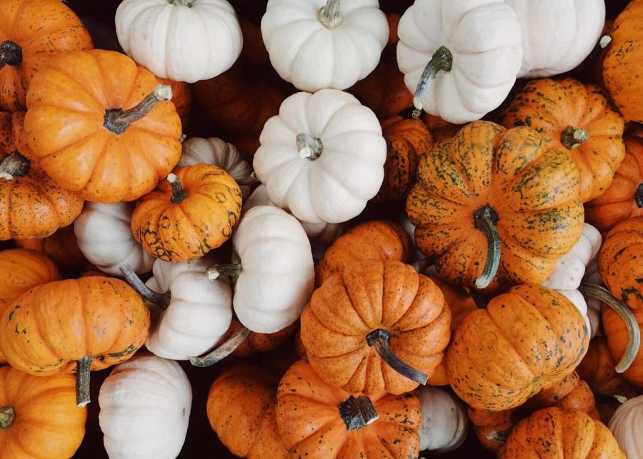 Anything+and+Everything+Pumpkin+for+Fall+2022