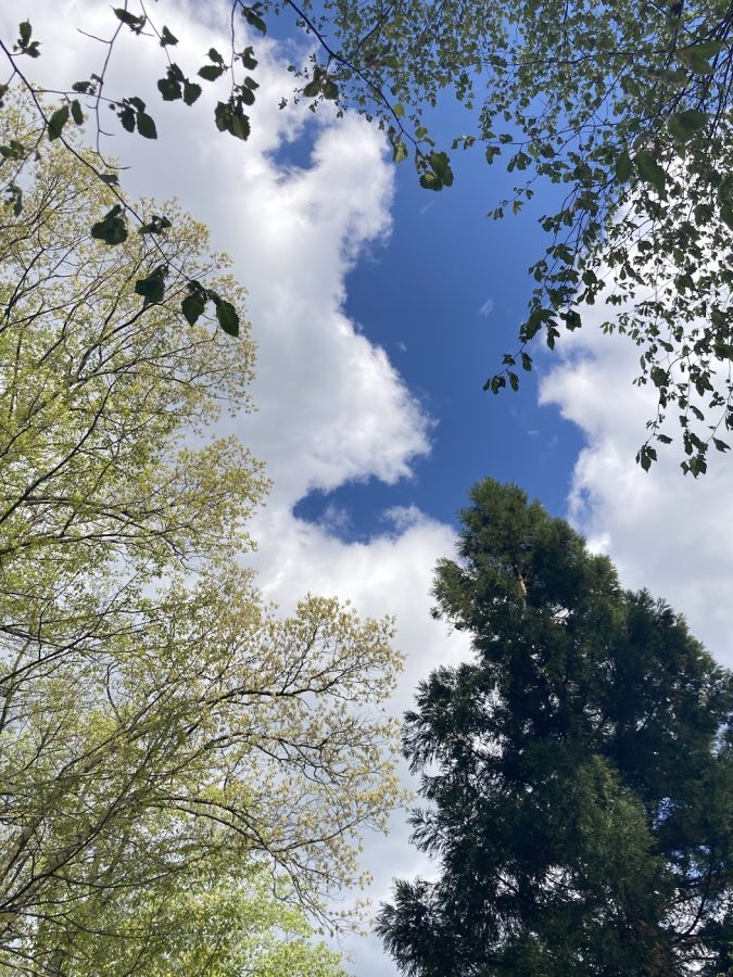 Worms eye view of the trees in the sky