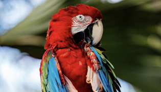 Colorful Macaw in a Aviary